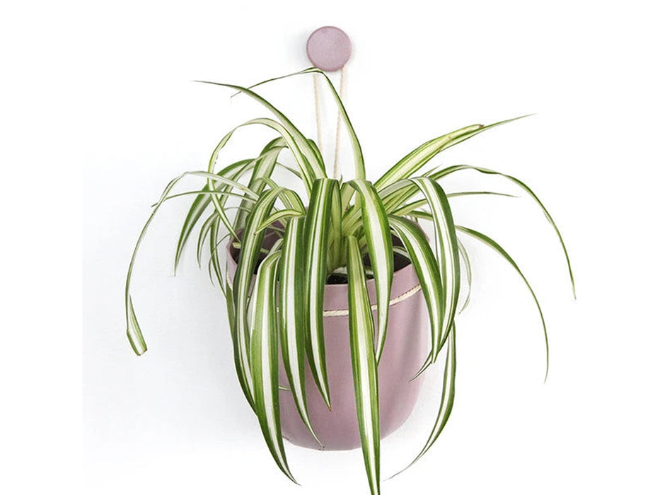 Loop Hanging or Wall Planter