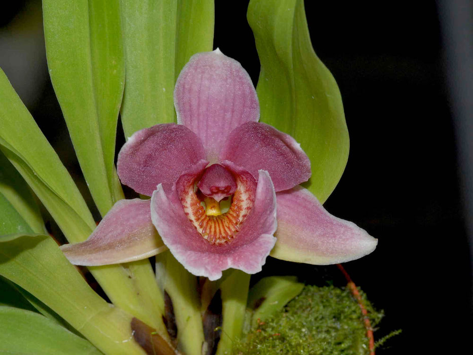 Warczatoria Anagracia de Reyes