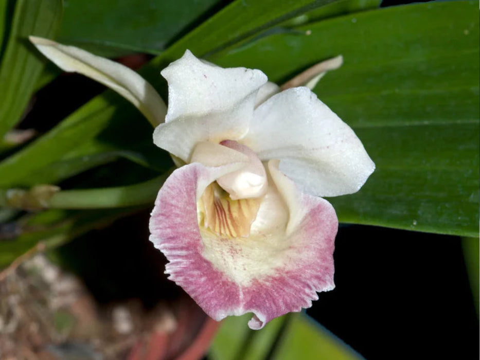 Warczewiczella marginata