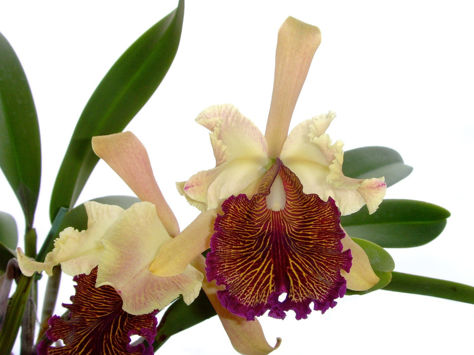 Cattleya dowiana var. aurea - Orchid Forum Cattleya dowiana var. aurea - Orchid Forum