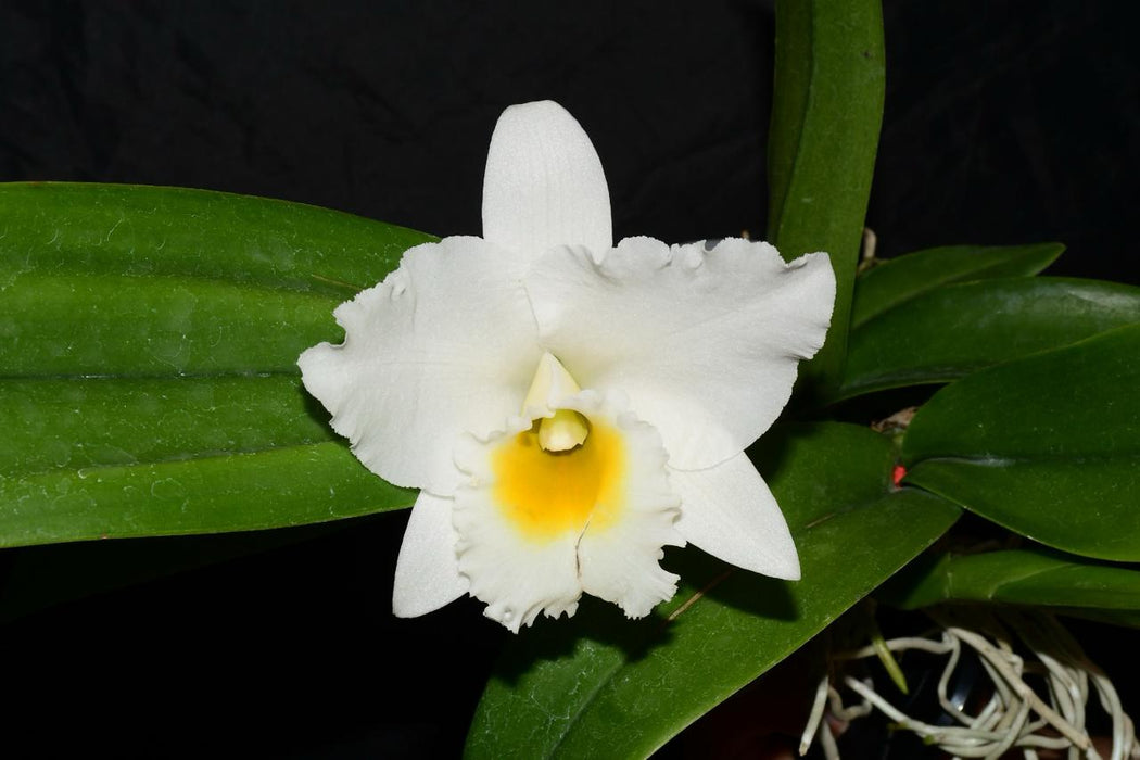 Rhyncatlaelia Penny Ann alba