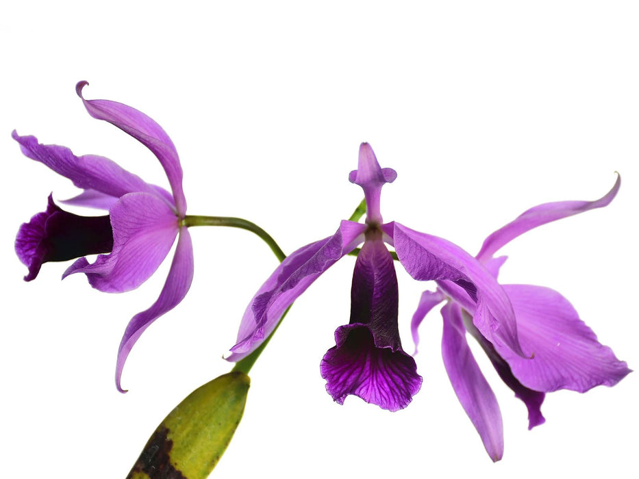 Laelia purpurata flamea