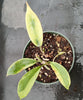 Hoya diversifolia albomarginata