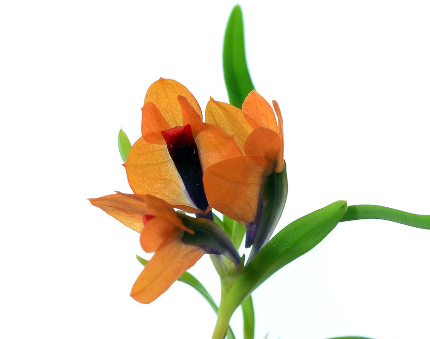 Dendrobium Martine Minet blue-red-orange
