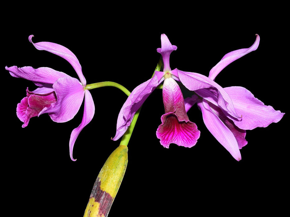 Laelia purpurata flamea