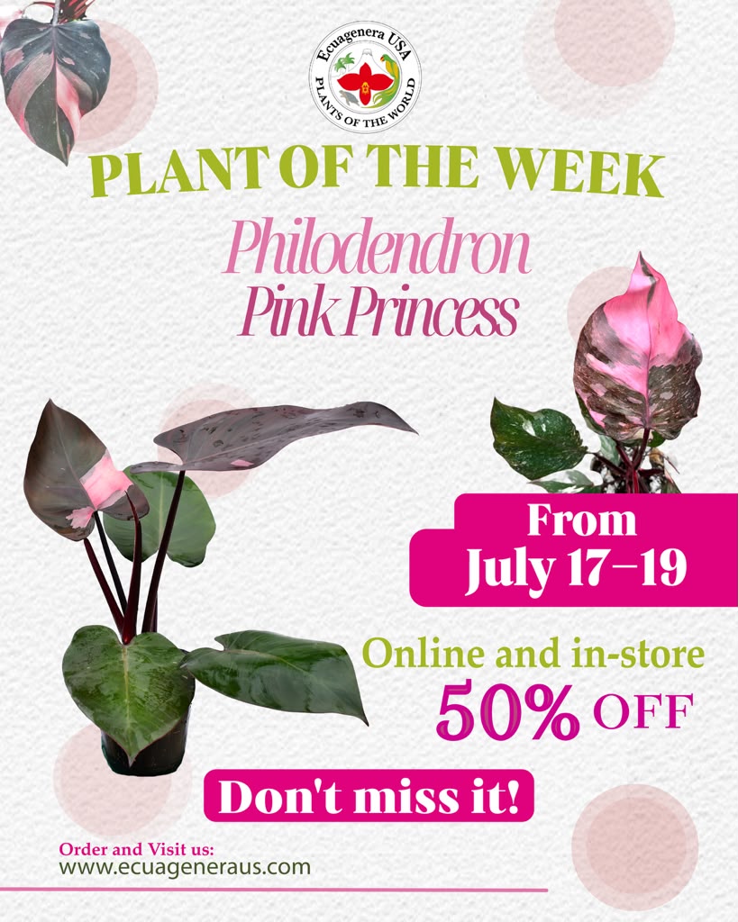 🌿 Plant of the Week: Philodendron Pink Princess – 50% OFF! 🌸