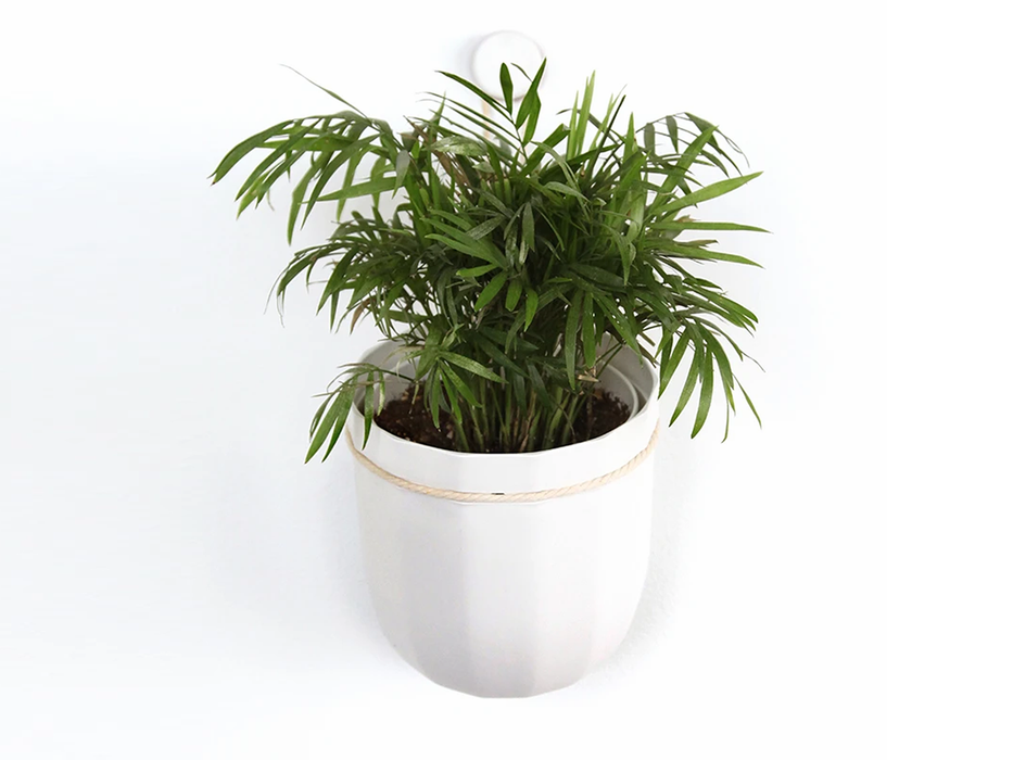 Loop Hanging or Wall Planter