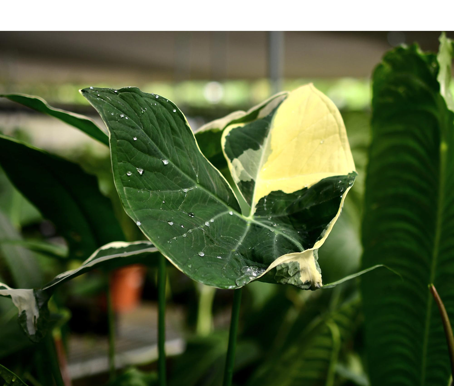 Xanthosoma albomarginata