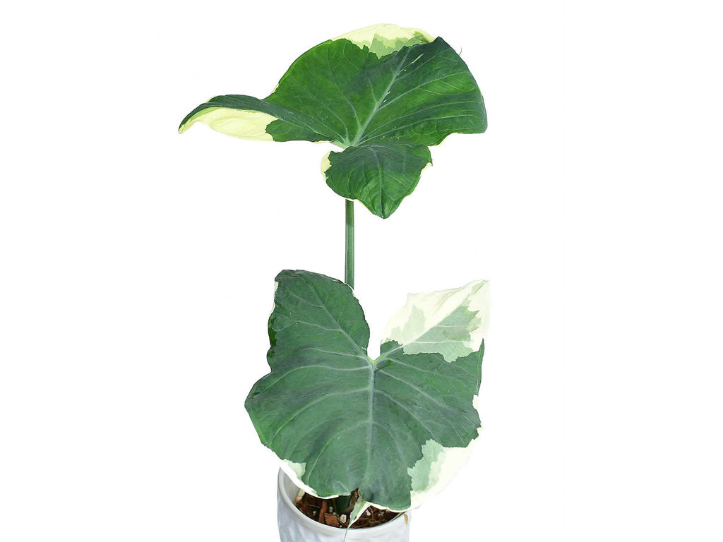 Xanthosoma albomarginata - White-Edged Taro | Variegated Tropical