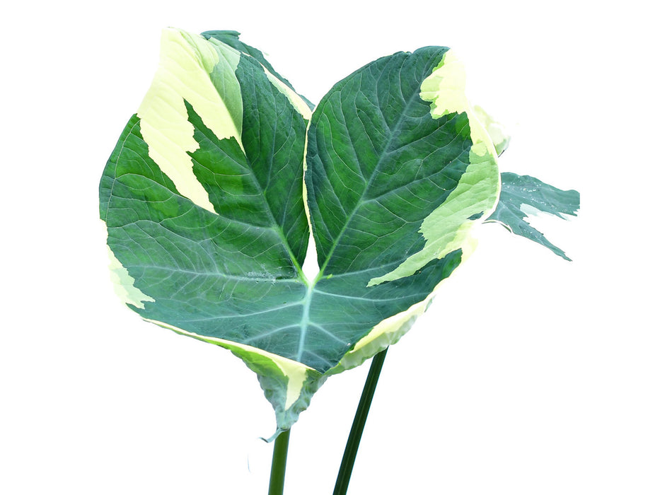 Xanthosoma albomarginata (seedling)