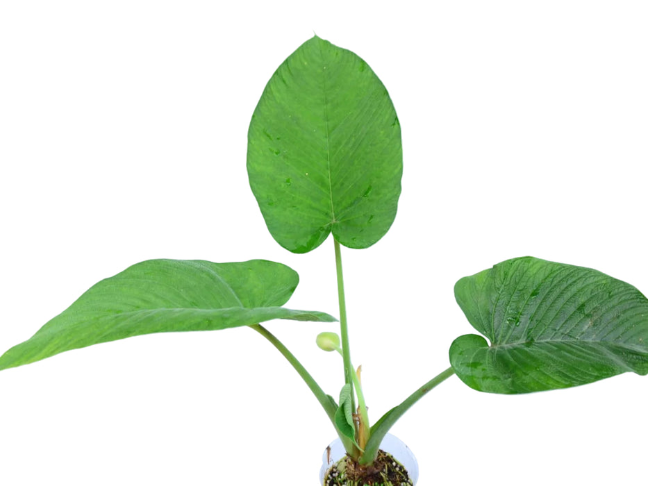 Xanthosoma pubescens