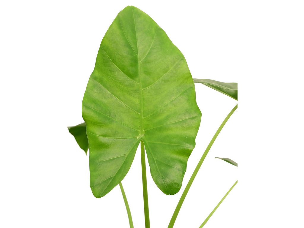 mickey mouse taro elephant ear plant Xanthosoma undipes