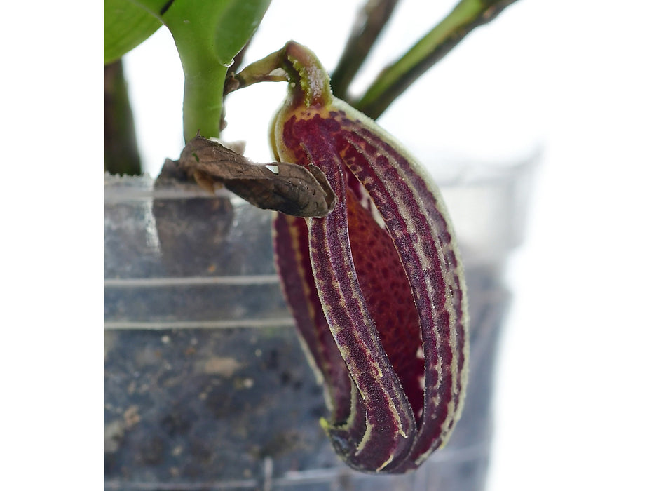 Zootrophion dayanum 'Gigi'