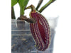 Zootrophion dayanum 'Gigi'