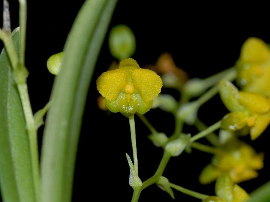 Zygostates lunata