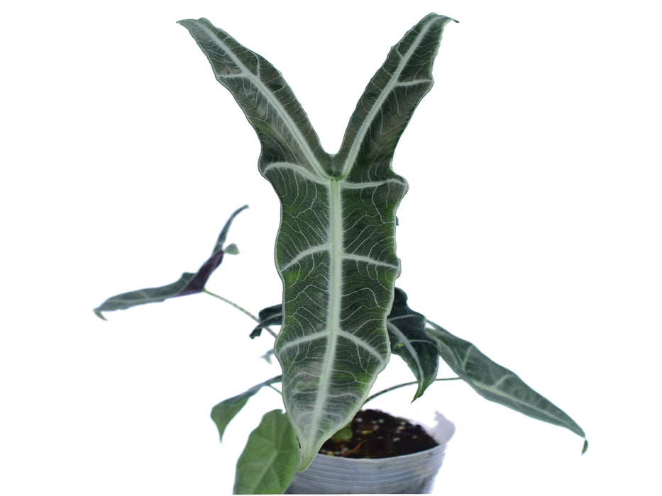 Alocasia longiloba narrow sp 'Borneo'