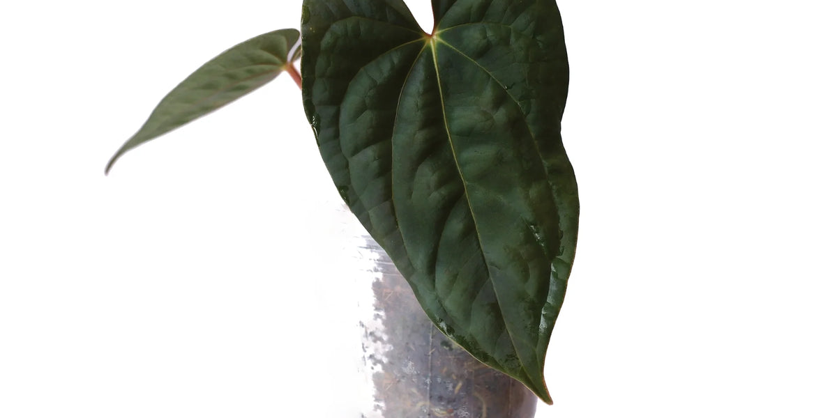 ant_Ximeportilla_inverse_cross