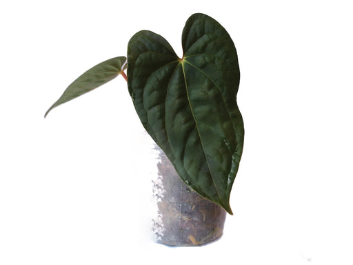 Anthurium Ximeportilla inverse crossing — Ecuagenera USA Corp