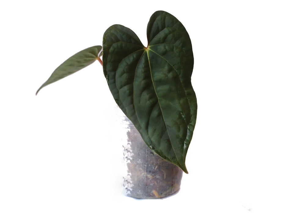 H*S様 Anthurium Portillae XAOSbvep新葉展開中 Anthurium H*S様 Anthurium Portillae XAOSbvep新葉展開中 Anthurium