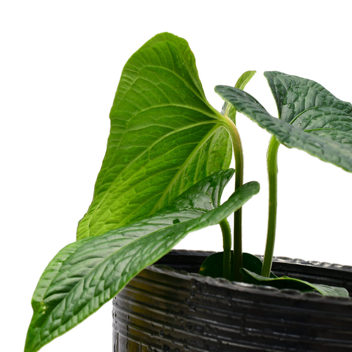 Anthurium Angel Wings