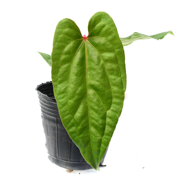 Anthurium Ingrid de Portilla 'Inverse crossing'