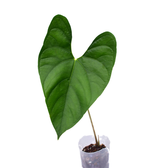 Anthurium sp Silver