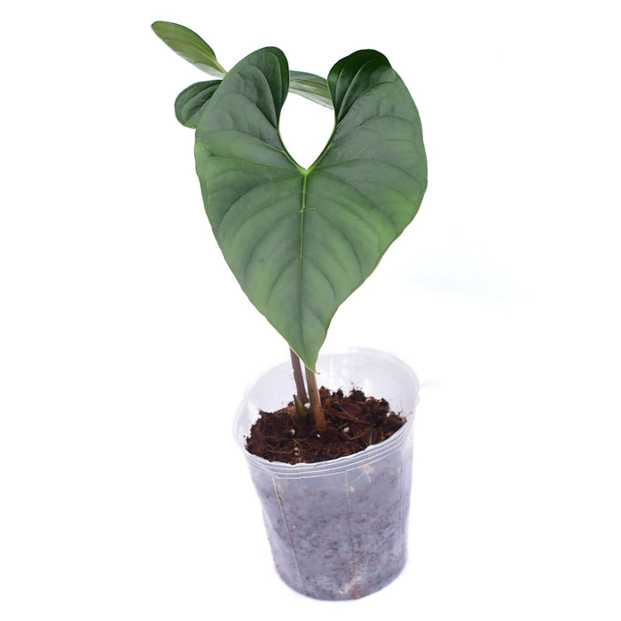 silver anthurium Anthurium Silver (seedling)