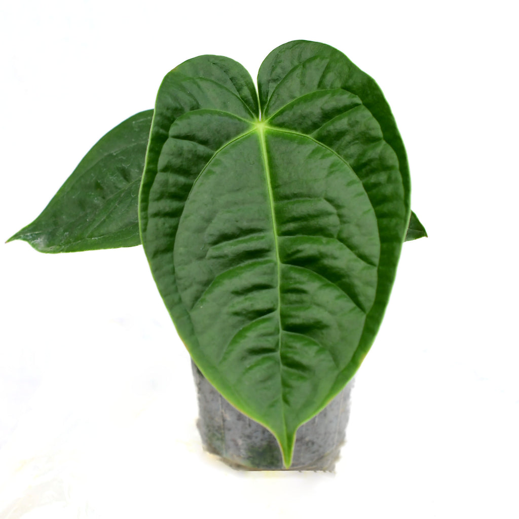 anthurium naranguita Anthurium Royal Corrugata — Ecuagenera USA Corp