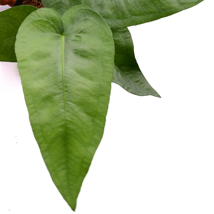 anthurium big leaf Anthurium xanthophylloides (Big) — Ecuagenera USA Corp