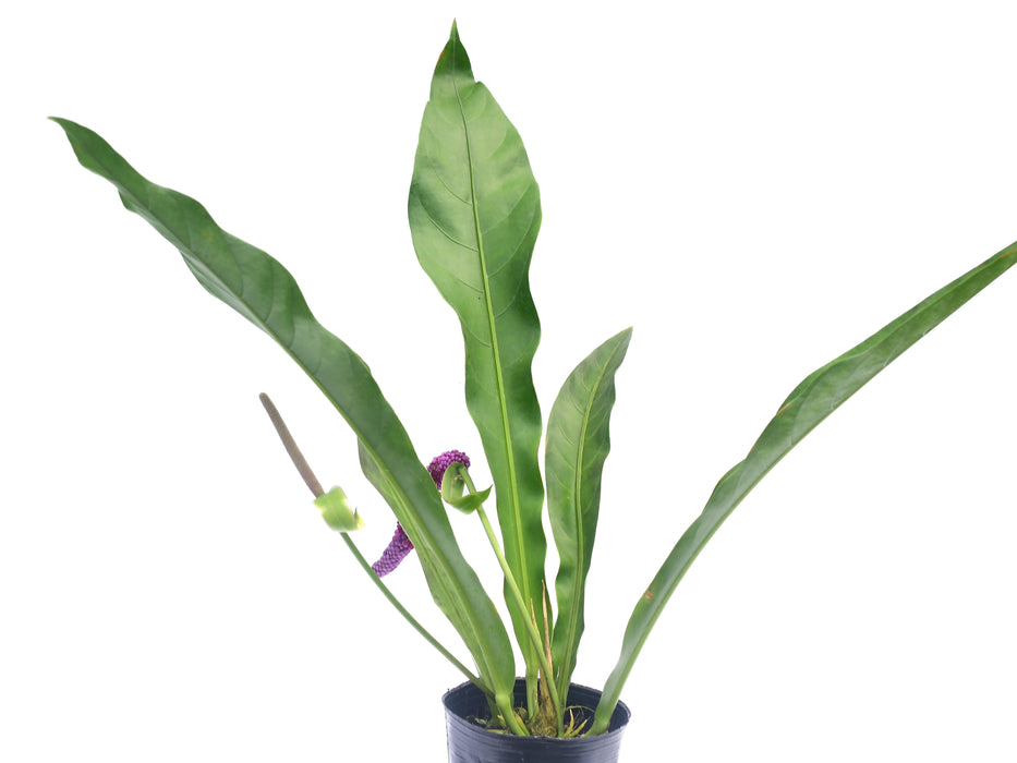 Anthurium crassinervium cf