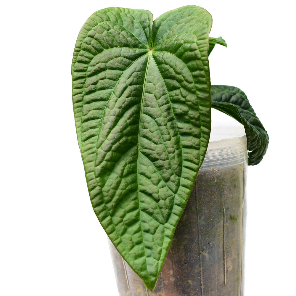 Anthurium Splendid Dress Ecuagenera USA Corp Anthurium Splendid Dress Ecuagenera USA Corp