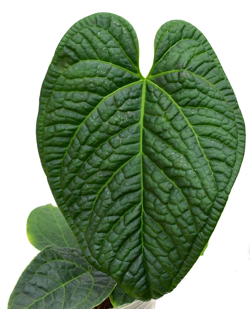 Anthurium Splendid Heart