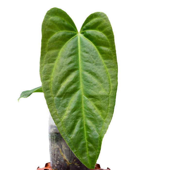 anthurium montanum Anthurium Espiritu de Montana — Ecuagenera USA Corp