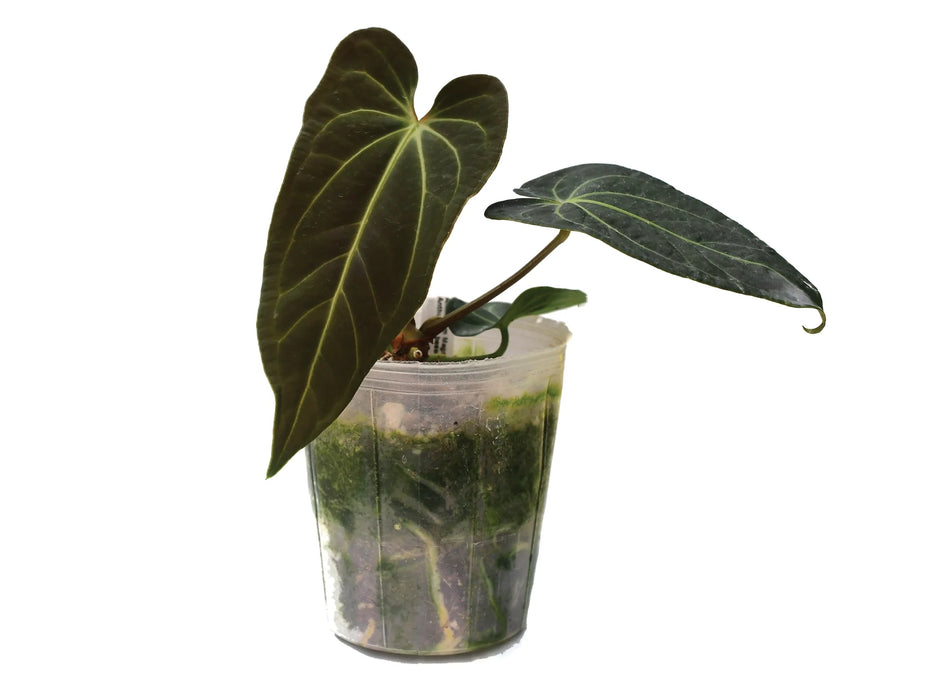 Anthurium Magnificent Girl x Anthurium besseae aff