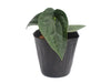 Anthurium Ximeportilla (XS)