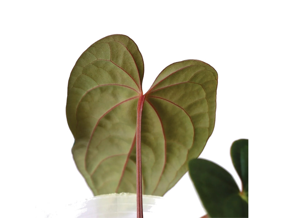 Anthurium Ximeportilla inverse crossing — Ecuagenera USA Corp Anthurium Ximeportilla inverse crossing — Ecuagenera USA Corp