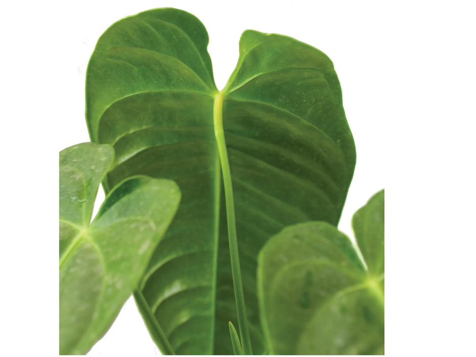 Anthurium Plant Hunter