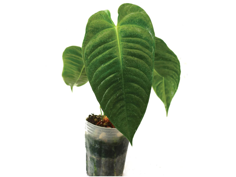 Anthurium Plant Hunter