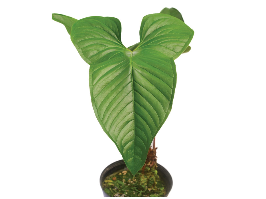 Anthurium draconopterum 'Paradise'