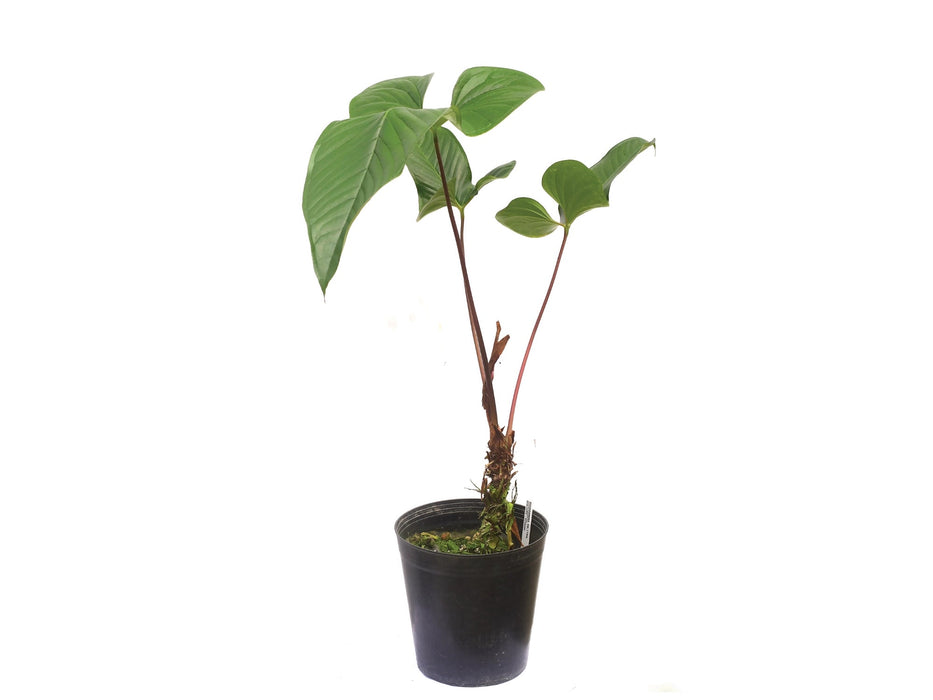Anthurium draconopterum 'Paradise'