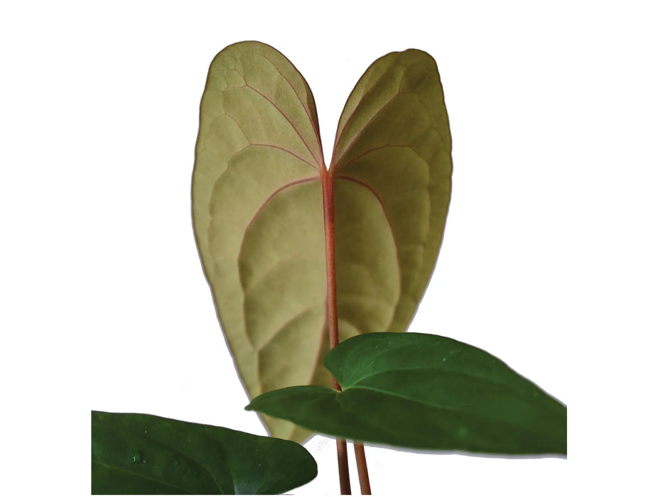 Anthurium Butterfly Ears