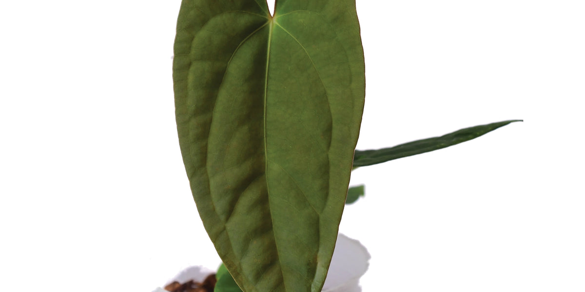 Anthurium Happy Bunny x papillilaminum — Ecuagenera USA Corp