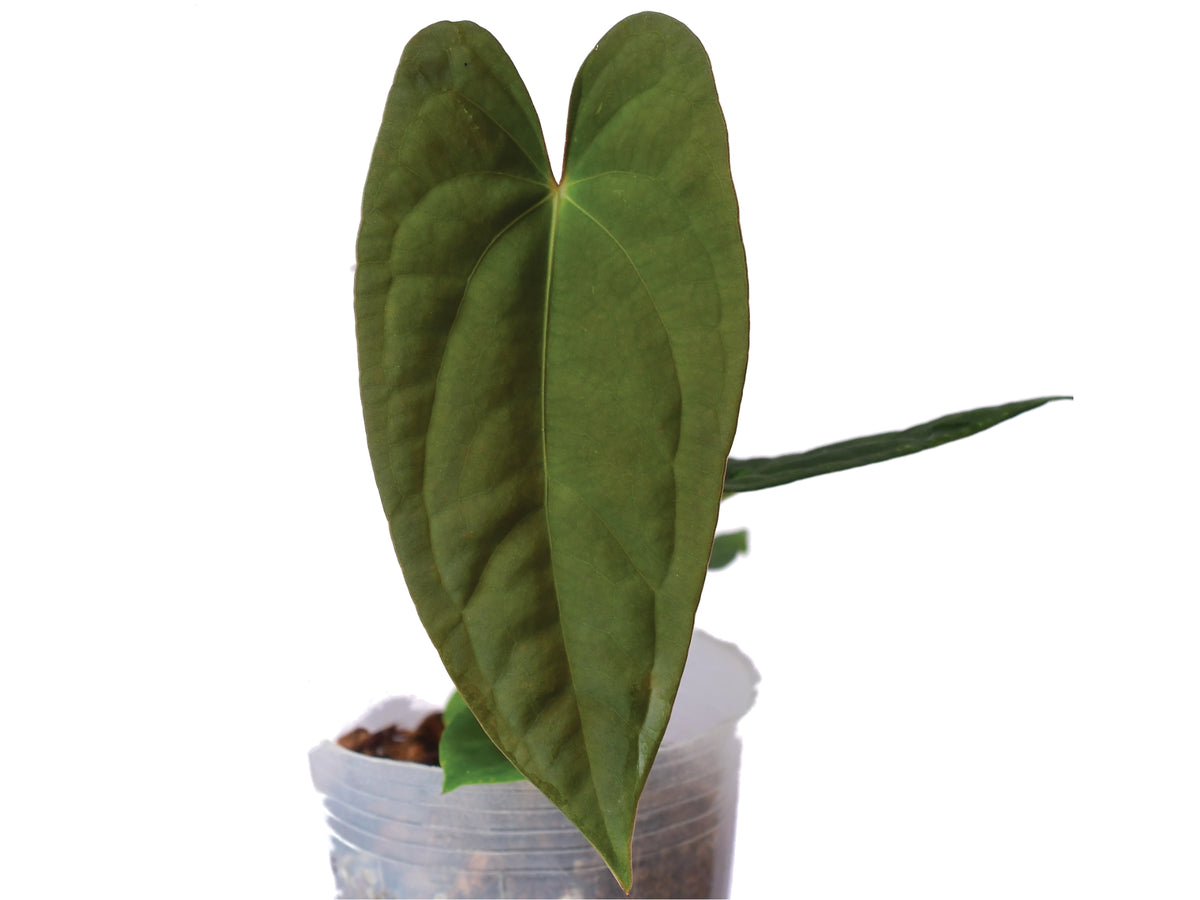 Anthurium Happy Bunny x papillilaminum — Ecuagenera USA Corp