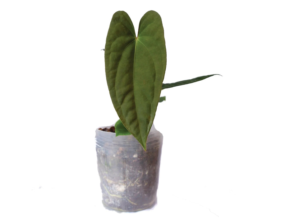 Anthurium Butterfly Ears