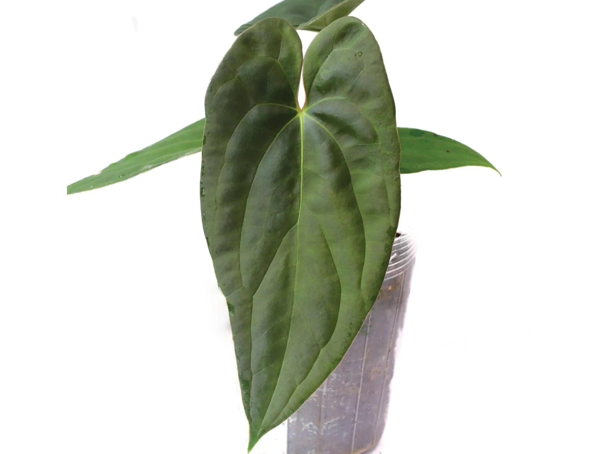 Anthurium Luxury Jungle x papillilaminum - Rare Hybrid Plant Anthurium Luxury Jungle x papillilaminum - Rare Hybrid Plant