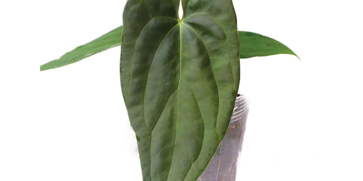 anthurium jungle queen hybrid Anthurium Luxury Jungle x papillilaminum