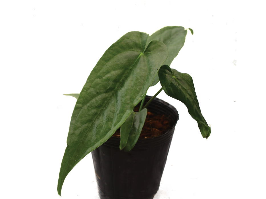 Anthurium nigrolaminum gigante 'Silver'