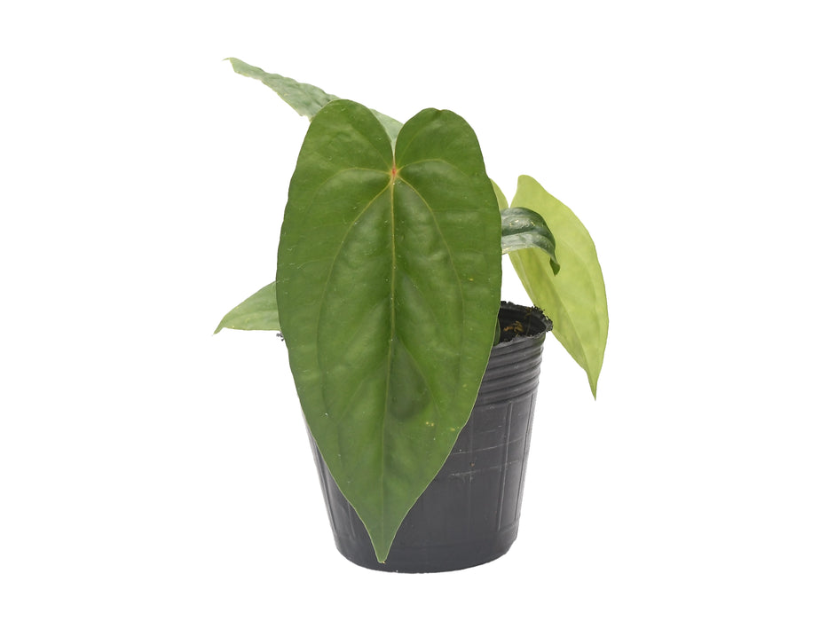 anthurium gigante Anthurium nigrolaminum gigante x Anthurium dressleri (XS)