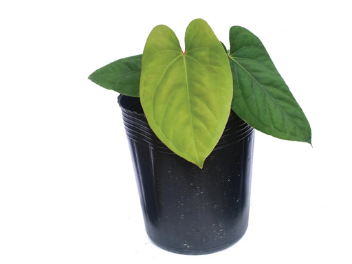anthurium sagittatum Anthurium sagittatum x Anthurium dressleri (seedling)
