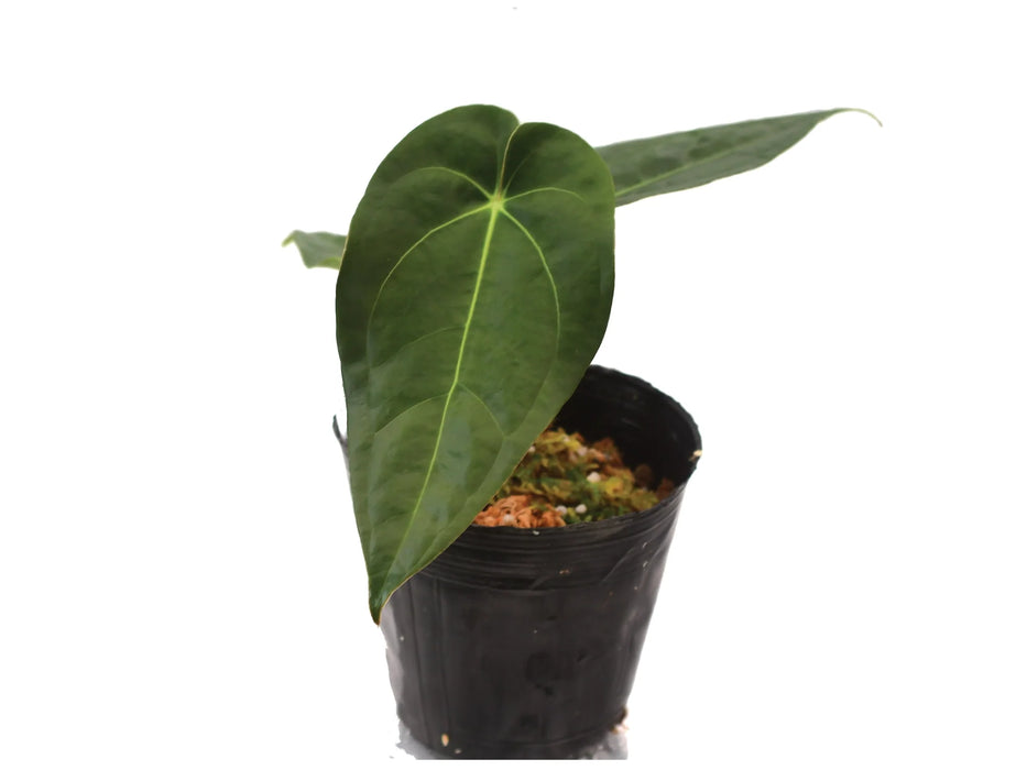 Anthurium Silver Blush x Anthurium papillilaminum